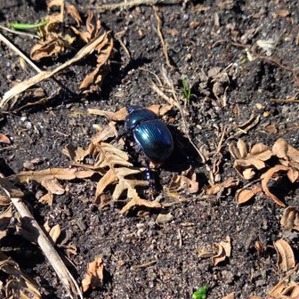 オオセンチコガネ？
ルリセンチコガネ？
ひっくり返りながらも、一生懸命に勤務中でした‼️