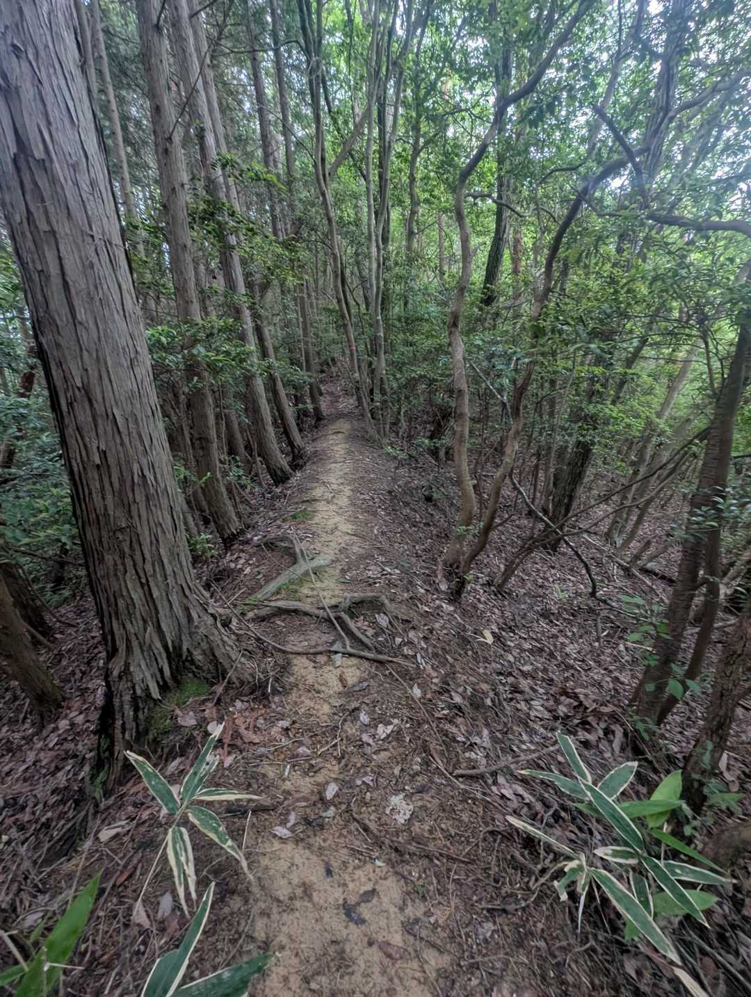 高岡神社-竜王山 往復コースの写真