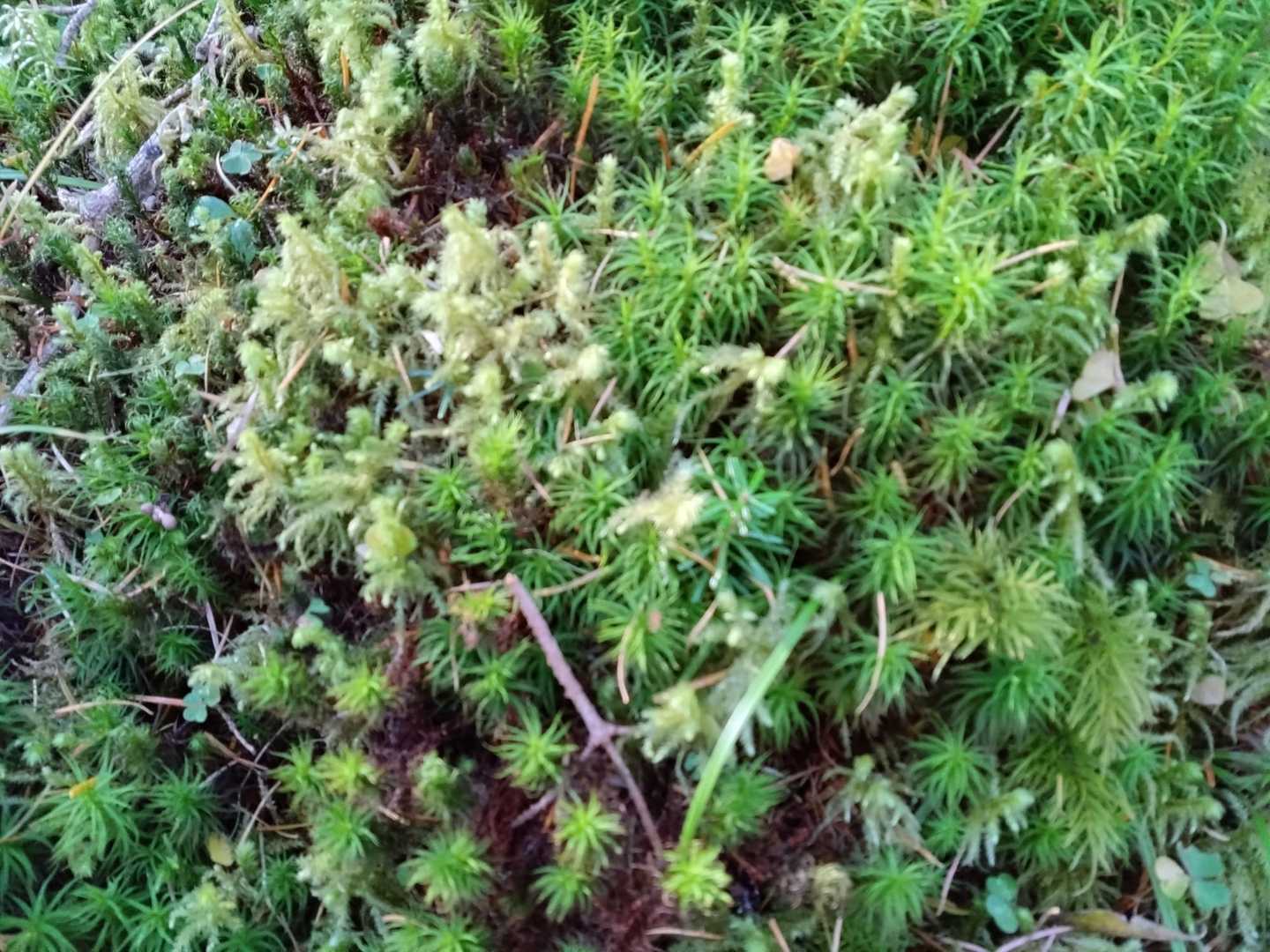 赤岳鉱泉 | 苔むした原生林を抜けて橋や桟道で北沢を遡り、八ヶ岳に抱かれた秘湯への写真