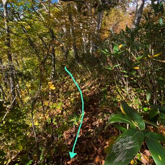 ついに下降地点を見つけ😄✌️
なんと尾根沿いに確りした踏み跡発見！！