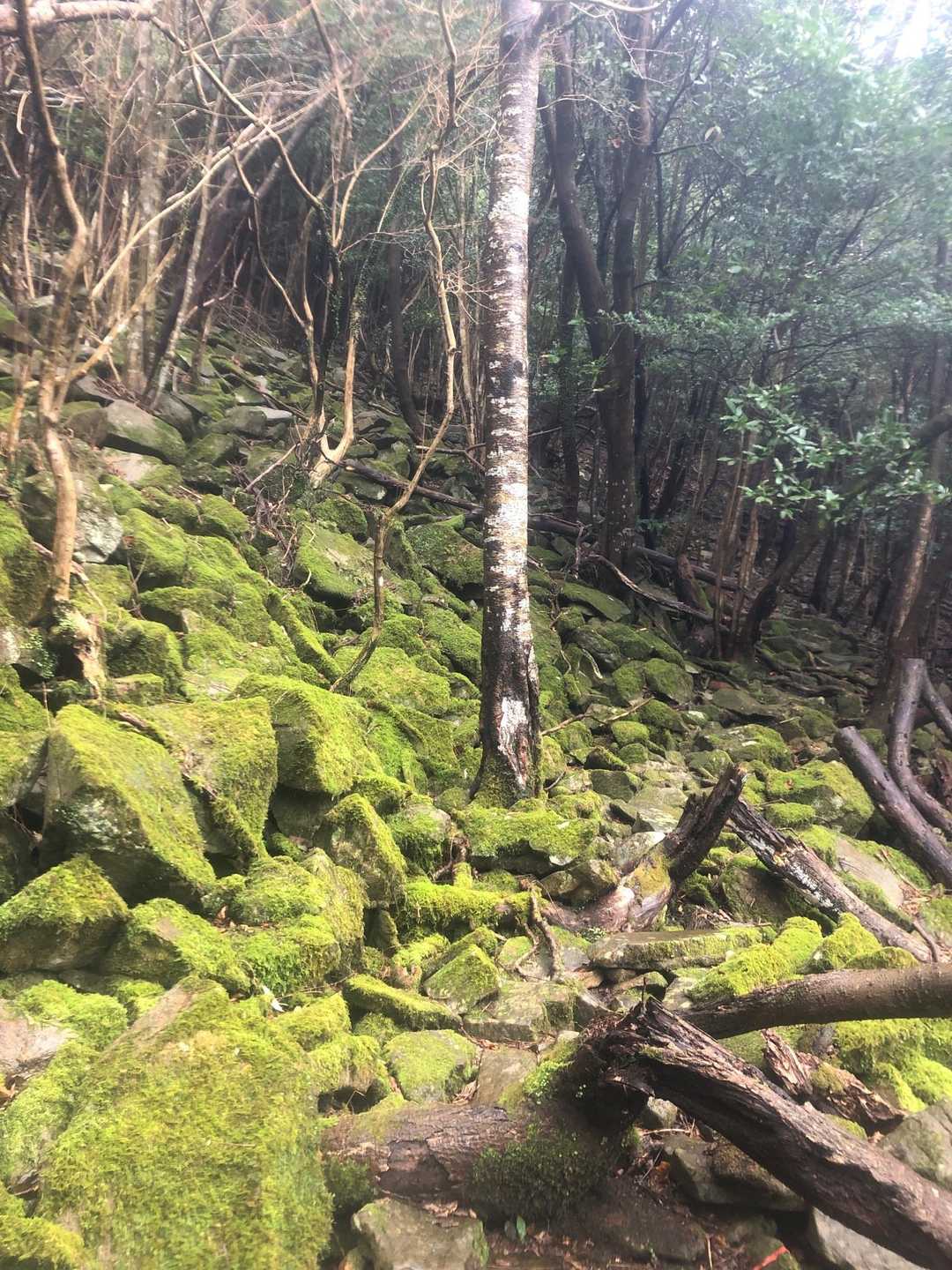 苔の成長に適した気候なのか
どの山も苔むした石が多い