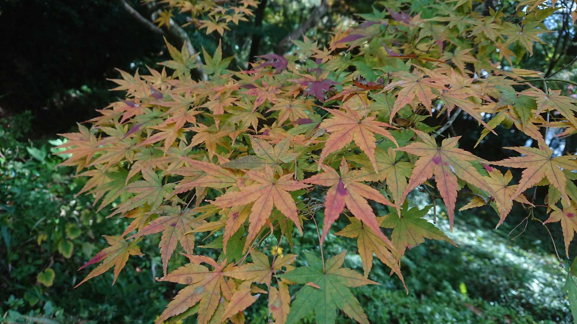 紅く染まり出しています🍁