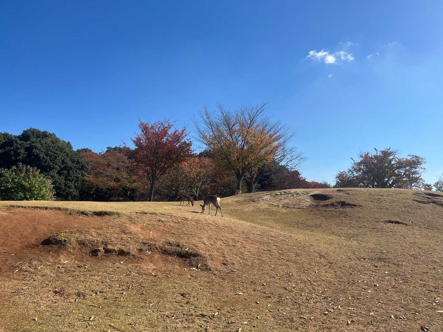 鹿🦌