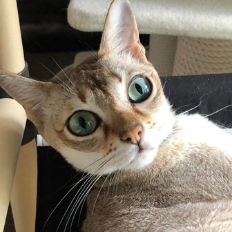 えせキャンパー