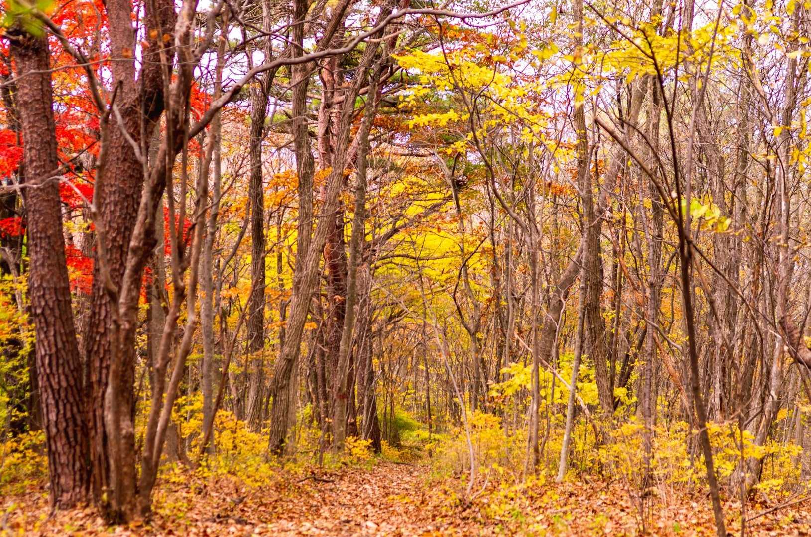 明るい雑木の登山道、いいです。