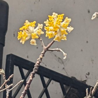 とも（すみこ）