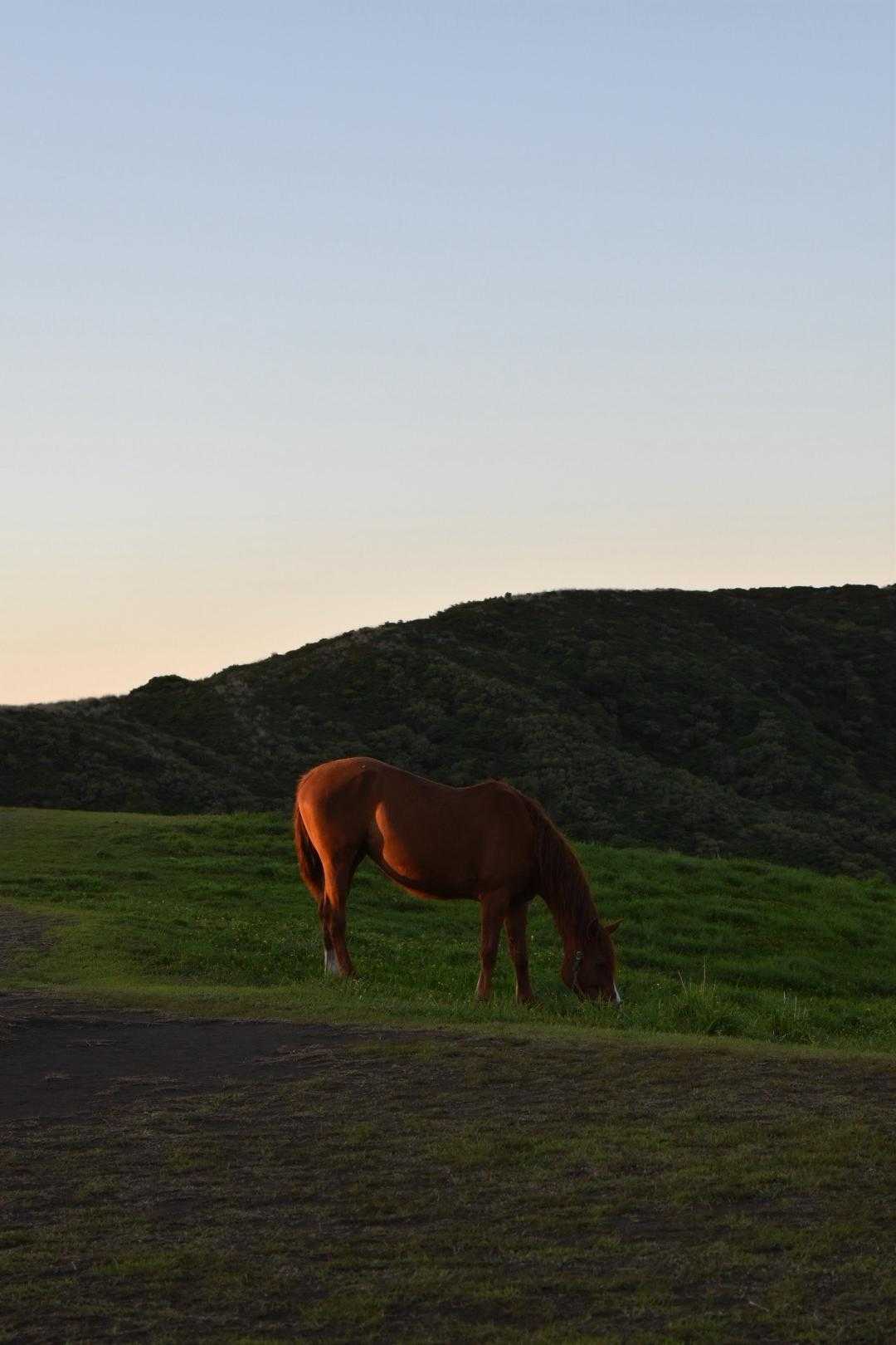 馬さん🐴お尻が綺麗