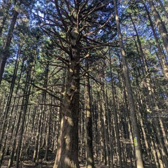 大杉広場。杉しかなくて草