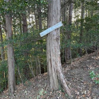 YAMAPには表示がないですが須花城跡というのがあるらしいのでそちらのルートへ

道標はこれっきりでどのくらい歩くのかの指標も分からずちょっと心配🙄