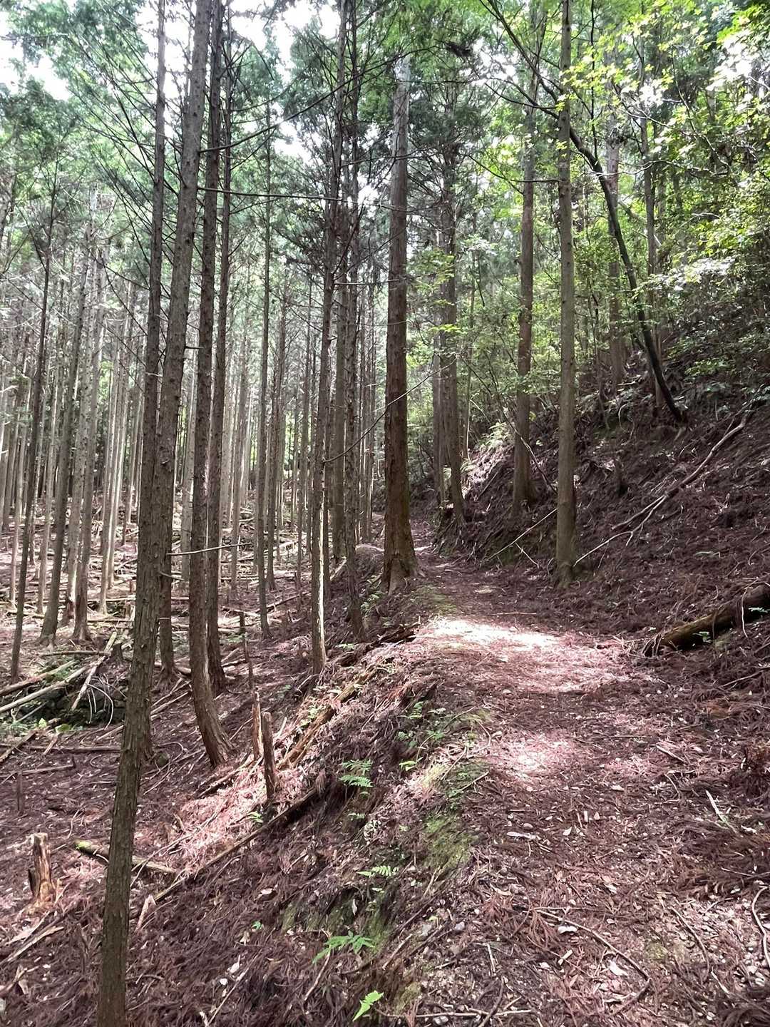 山道を行く
左は田んぼだったのか？