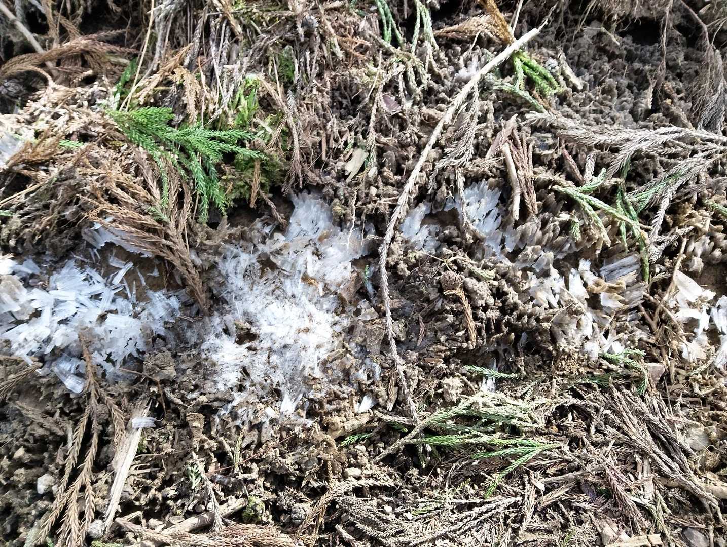 この辺りから霜柱が多数出現