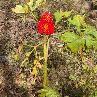 マムシグサという猛毒の植物らしい。
誤食すると口の中に激痛が走り、触るだけでかぶれることもあるとのこと。

…え？？　マムシグサ？