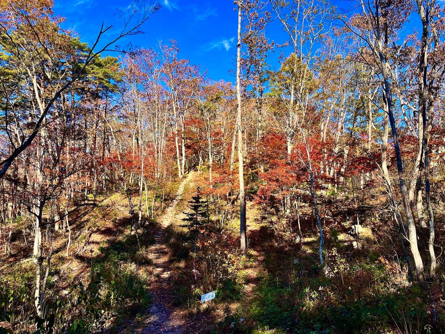 白馬岩岳マウンテンリゾートバス停-岩蕈山 縦走コースの写真