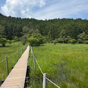 高原の湿原にいるみたい