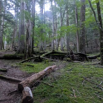 面平。標高1480m。
南アルプス南部独特の苔の雰囲気あり。
