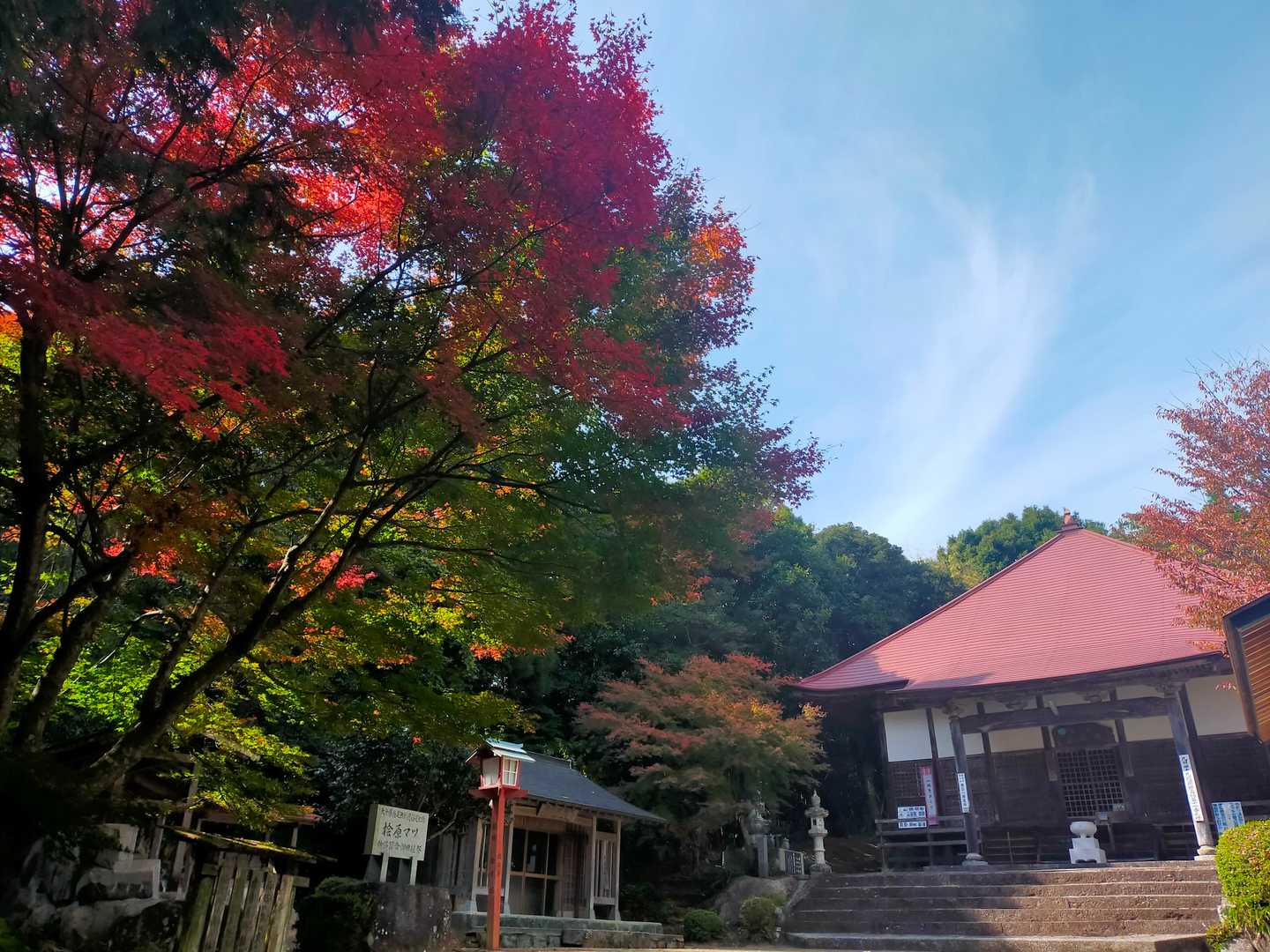 所々紅葉してます