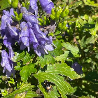 寒風で見つけたお花🪻調べてみるとトリカブトの仲間のようだ。綺麗な花には毒があるのね☠️
