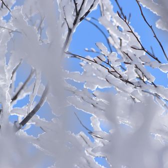 鳥海山・七高山・笙ヶ岳 霧氷の楽園☃❄