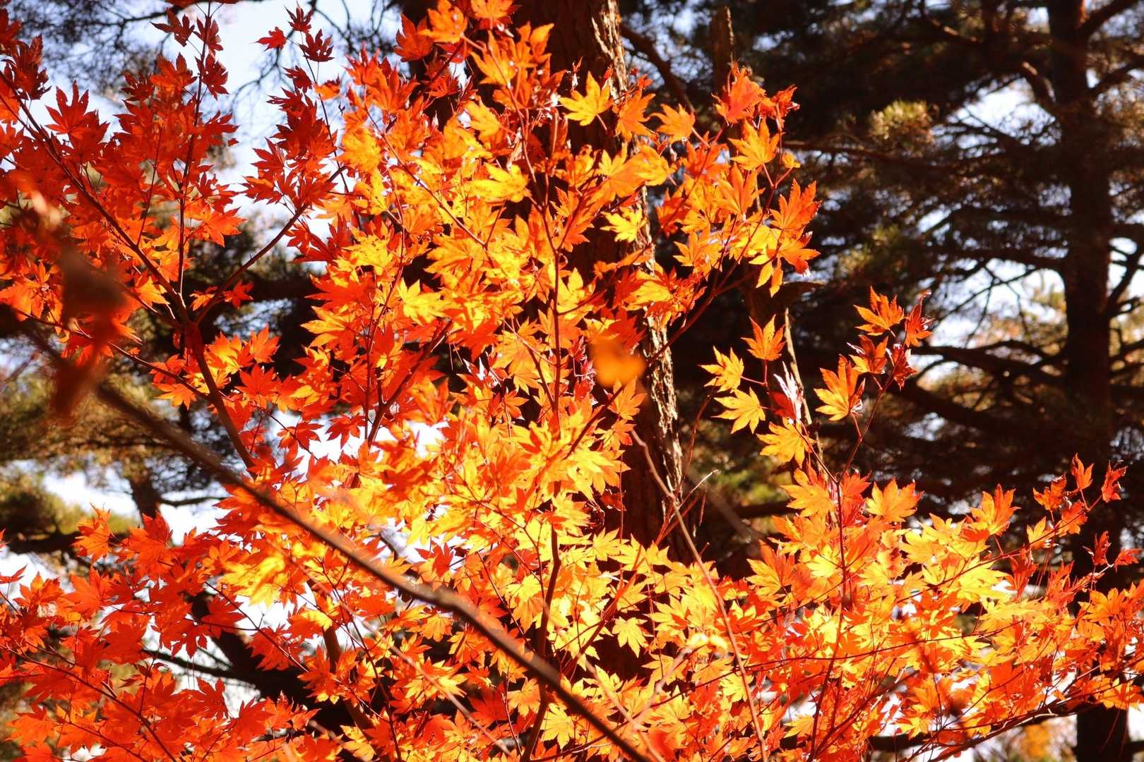 これぞ秋🍁