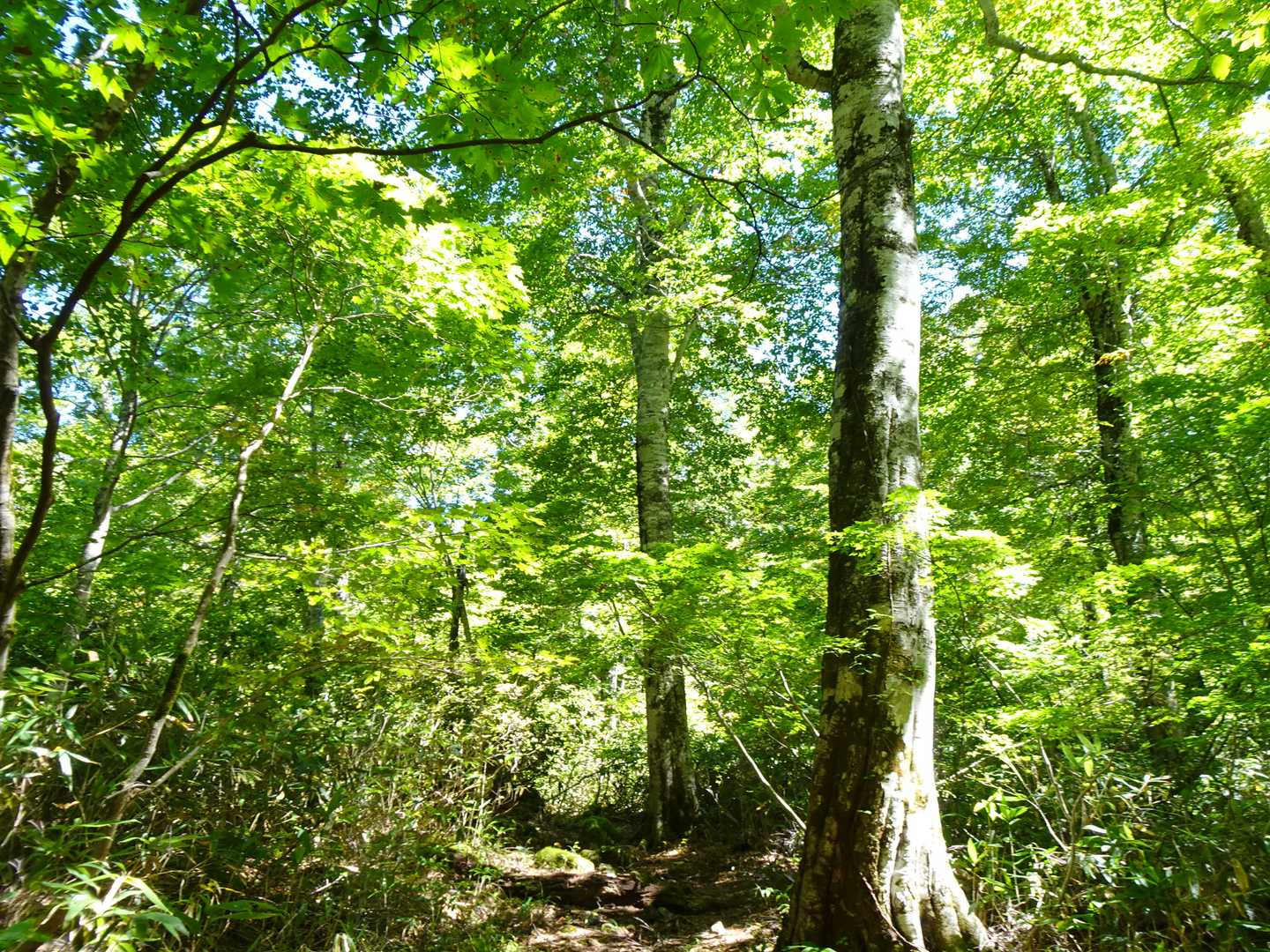 ブナが増えて来ました🎶
自身が山と高原地図の執筆者であれば、ここは🌳のマーク付ける所