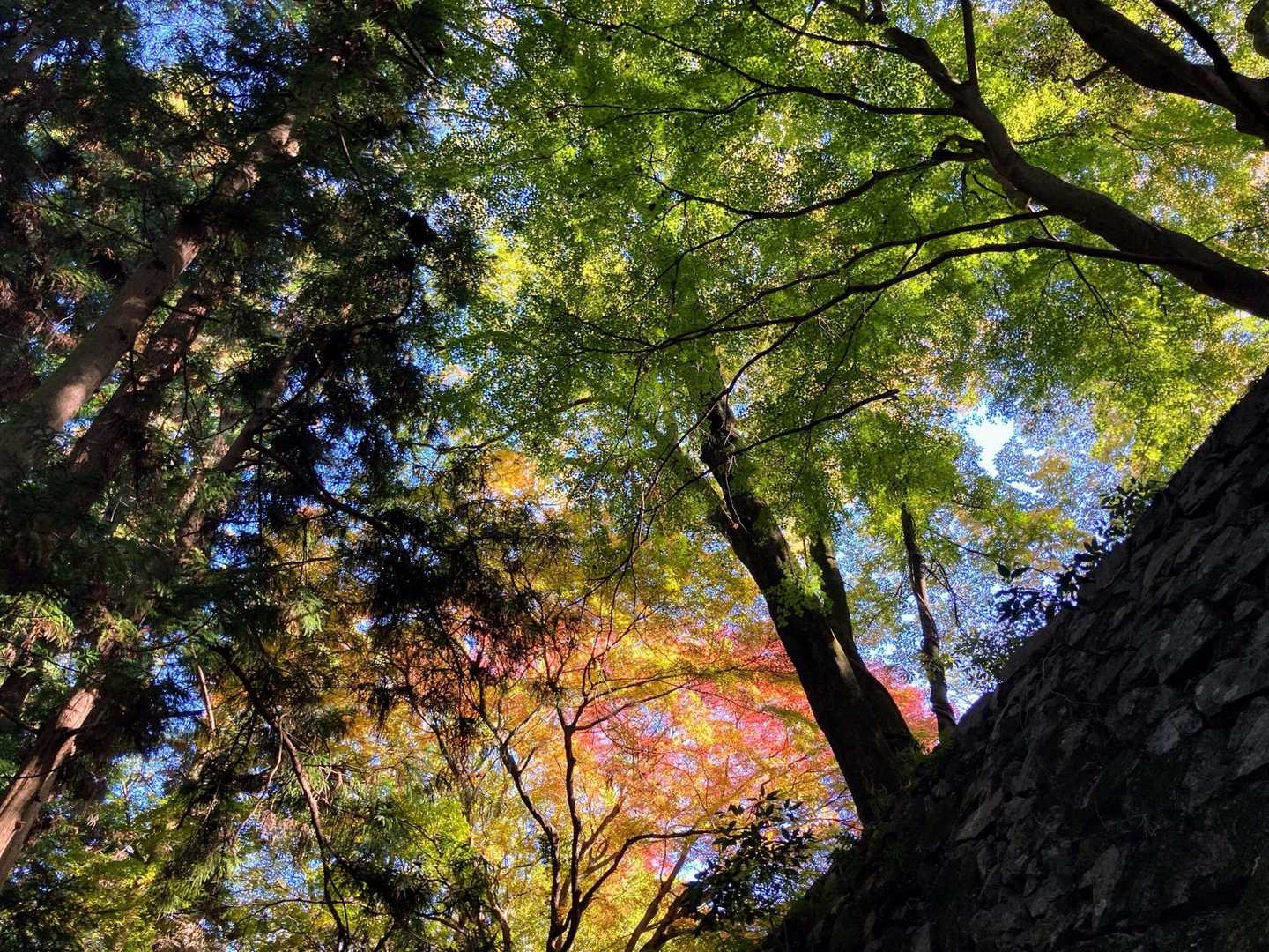 石垣の影と光🍁