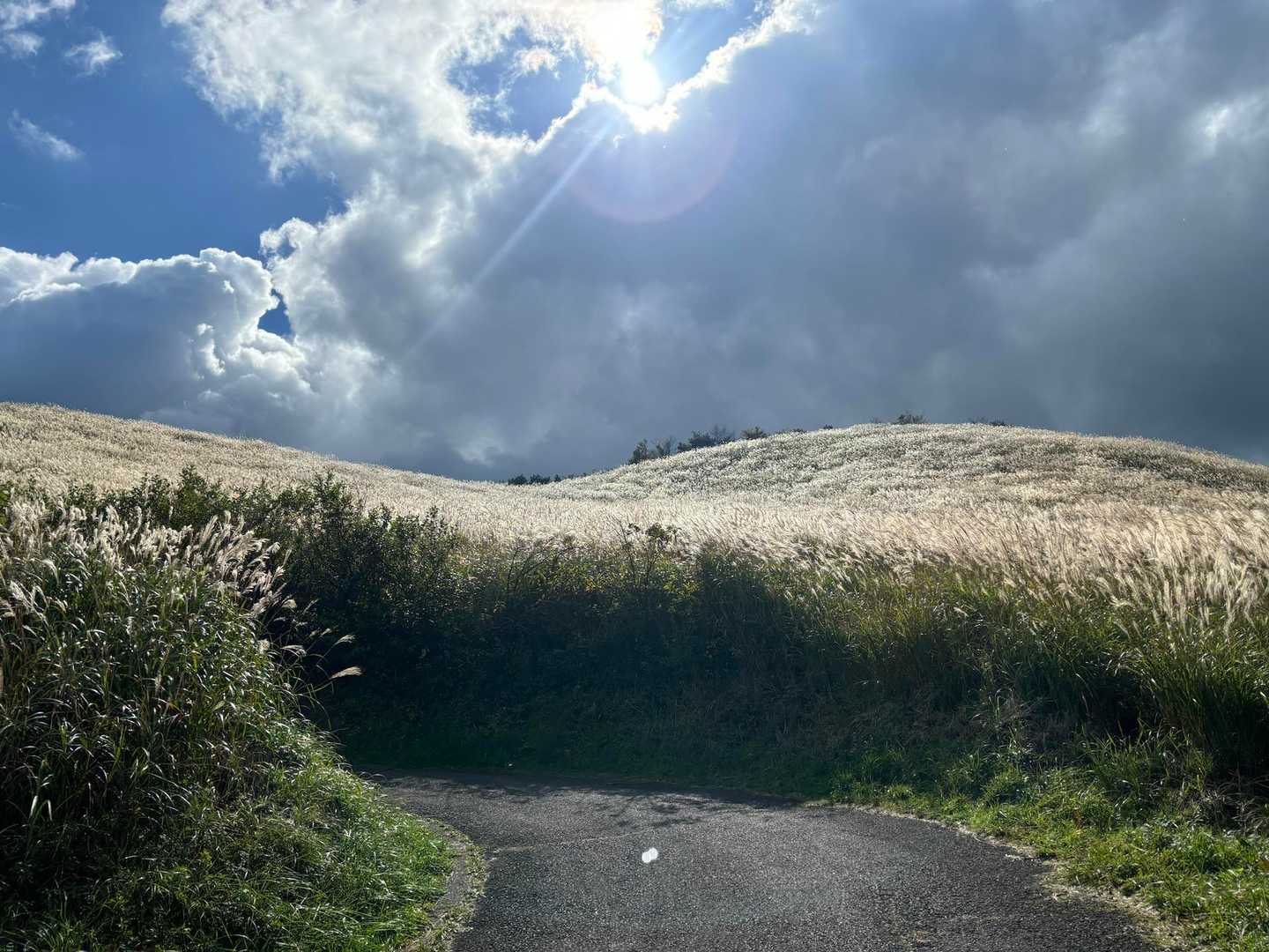 暫く舗装路を歩いて来ました。

黄金色のススキ🌾🩵