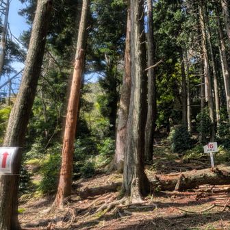 横高山への急登