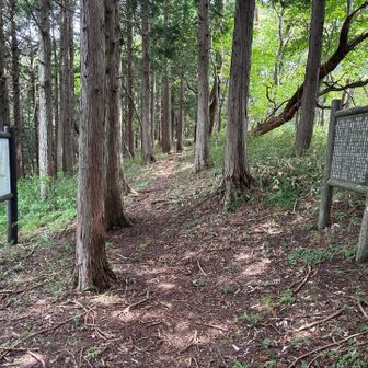 この辺りにピークがあると思うのですが…