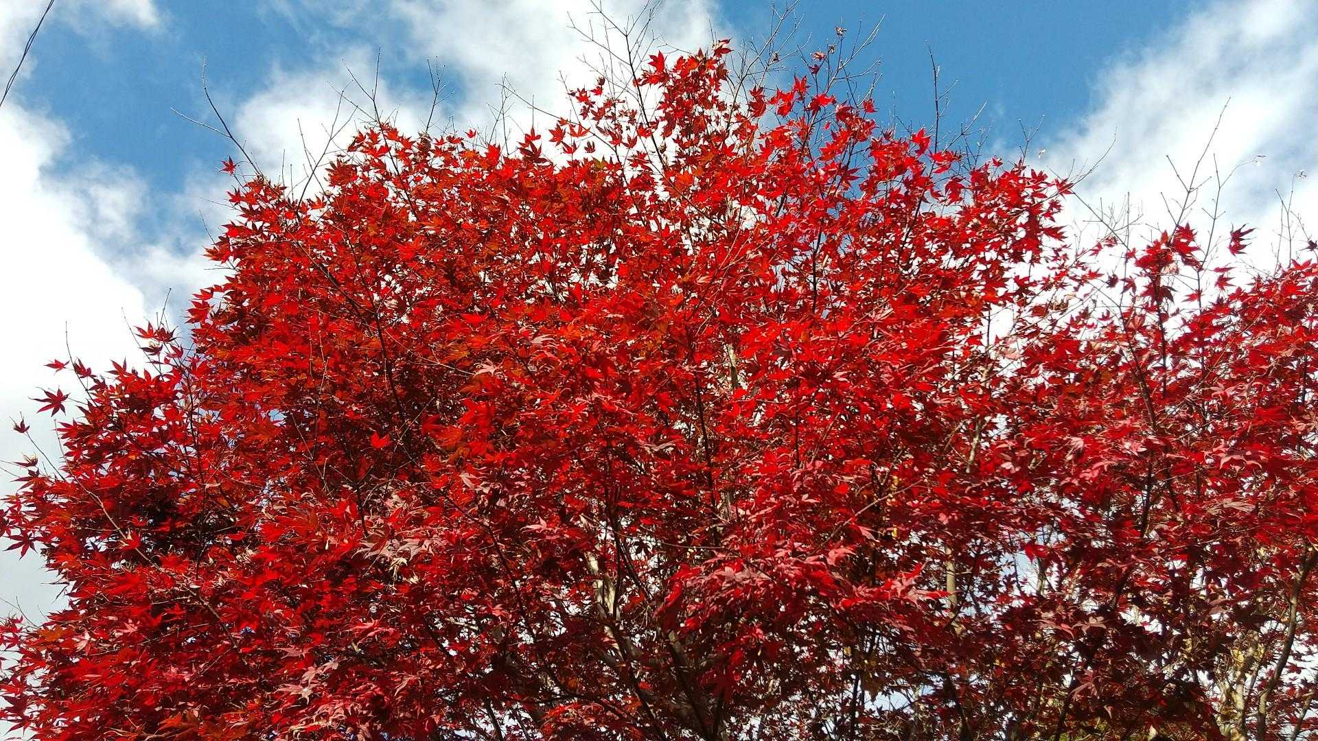 いきなりもみじ🍁がお出迎えです😙