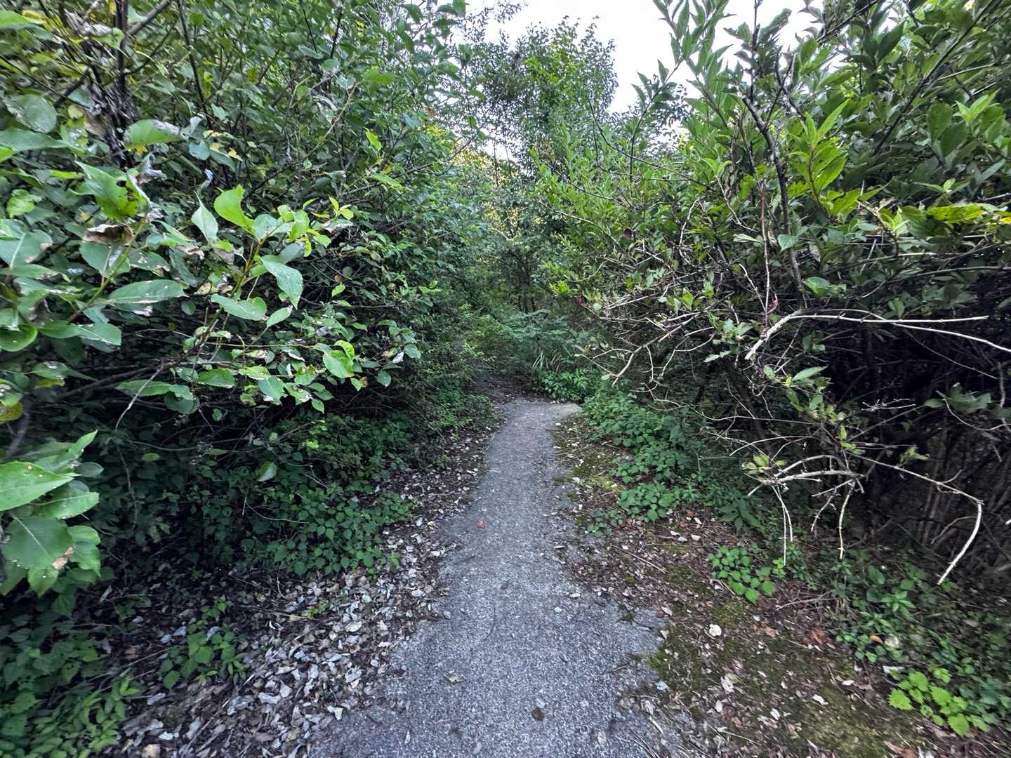 謎の コンクリート道路  