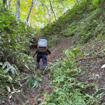 ここで数年前冬の豊似岳（漢字の方の）でお会いした下山中のmachallengerさんとバタリ。
先日、整備してくださった方のお一人です。
パワーバリバリです。
整備の時はpeak取ってないので、今回取って来たというタフガイ👍