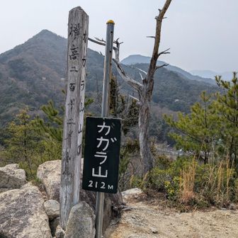 ガガラ山で130円相当（りんご🍎）の弁当？を食べました。家庭菜園でブロッコリーができすぎて食べきれないので、超巨大のおばけブロッコリーとりんご1個の弁当です。家庭菜園で毎年、イチゴ🍓、きゅうり🥒、ミニトマト、キウイ、レタスなど食べ放題です。
