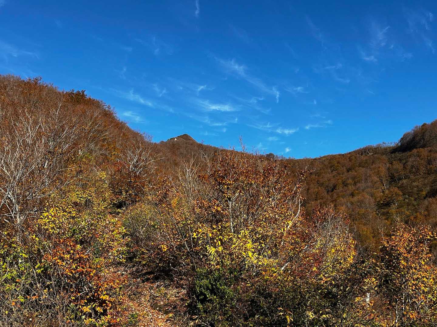 青空と紅葉🍁あたしの大好きな景色😍