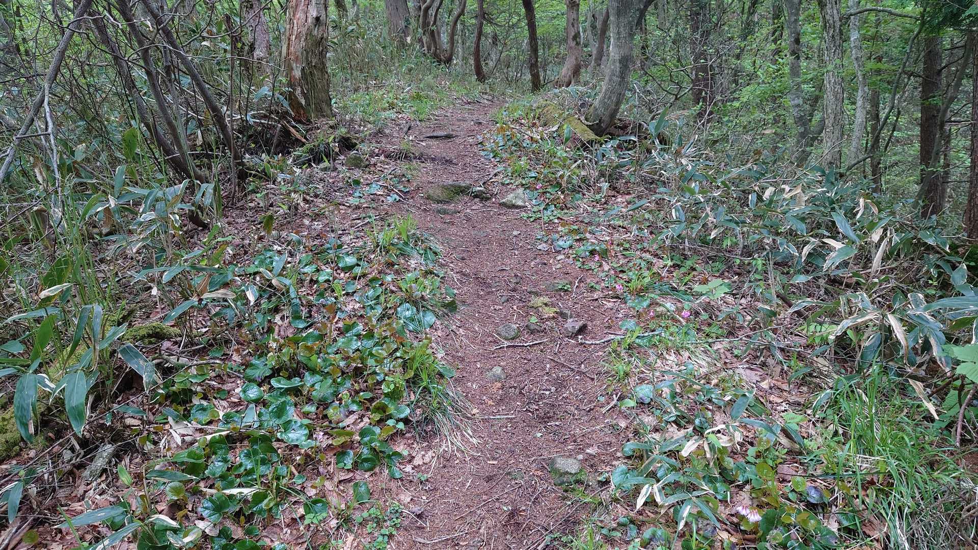 両脇にイワカガミの葉が。
これも今後咲くのかな？咲いた後なのかな？