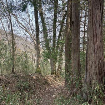 2キロ近くは走ったのかな🙄全然わからんけど。
森へ復帰し間も無く下山。