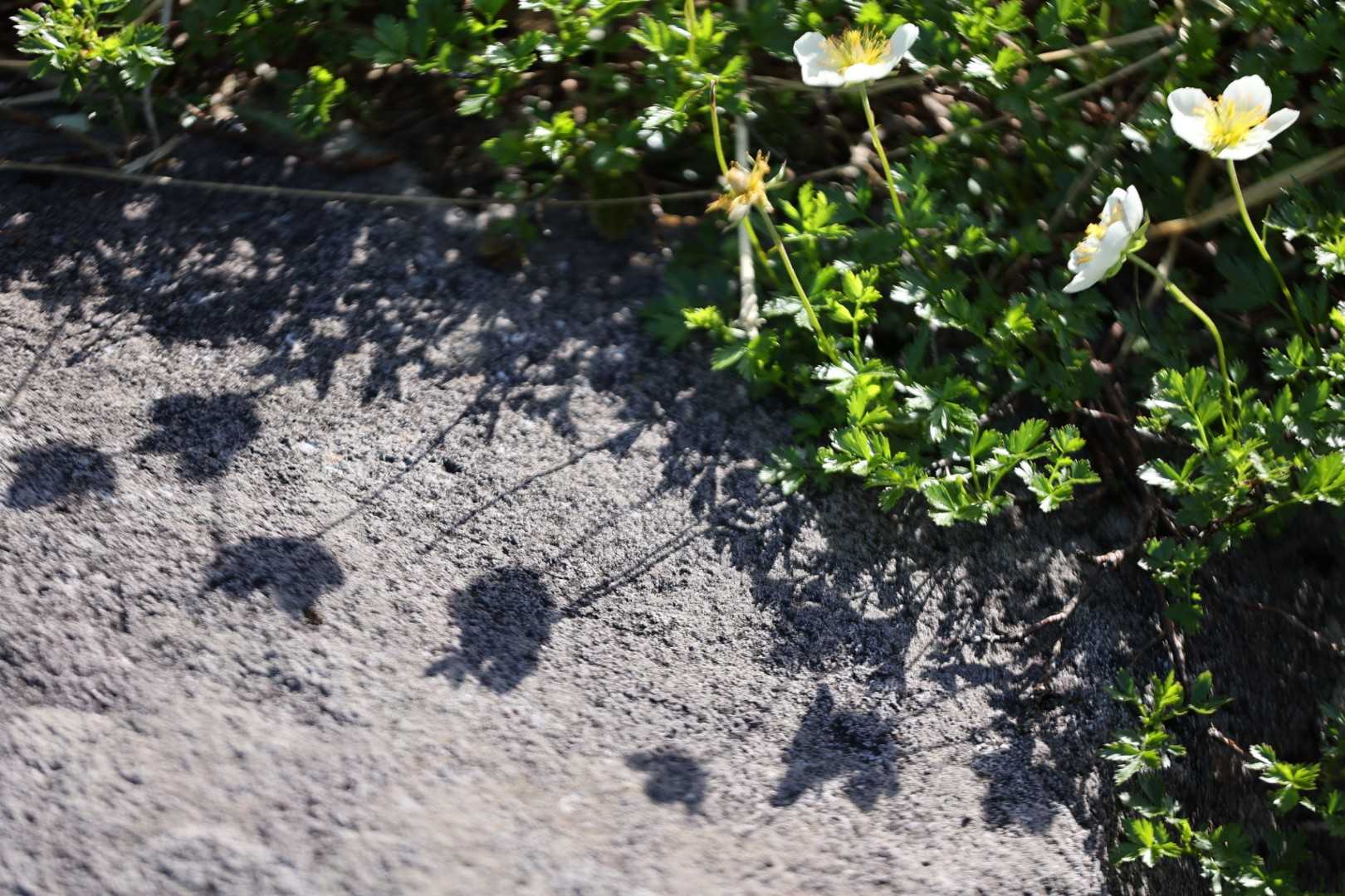 大平登山口-笙ガ岳 往復コースの写真