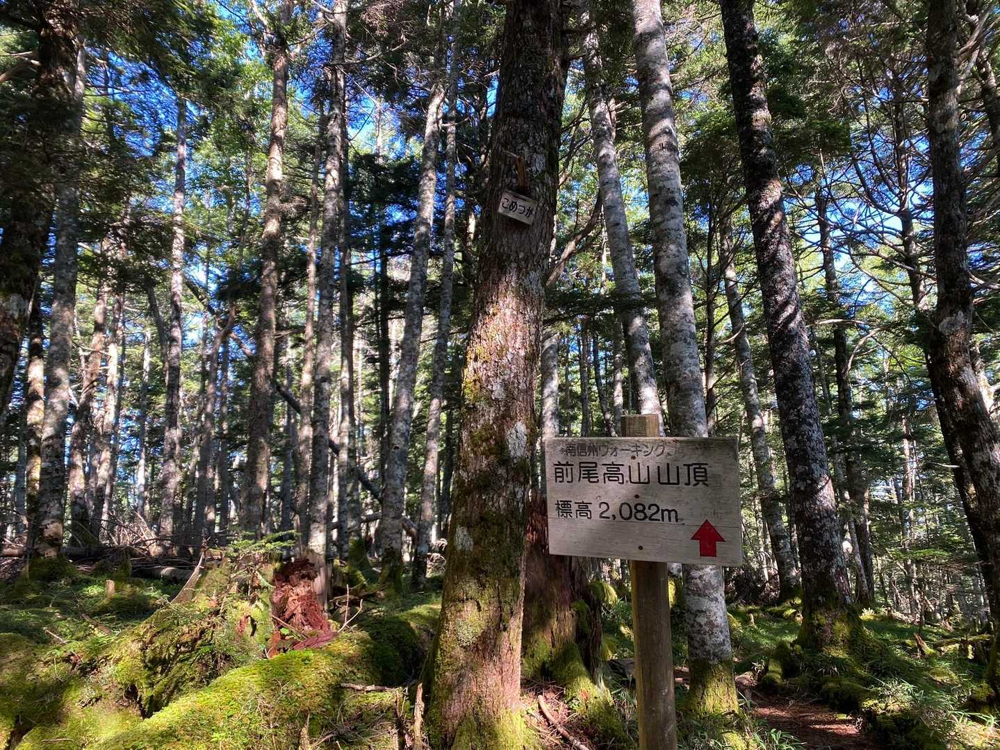 しらびそ峠-前尾高山-尾高山-奥尾高山 往復コースの写真
