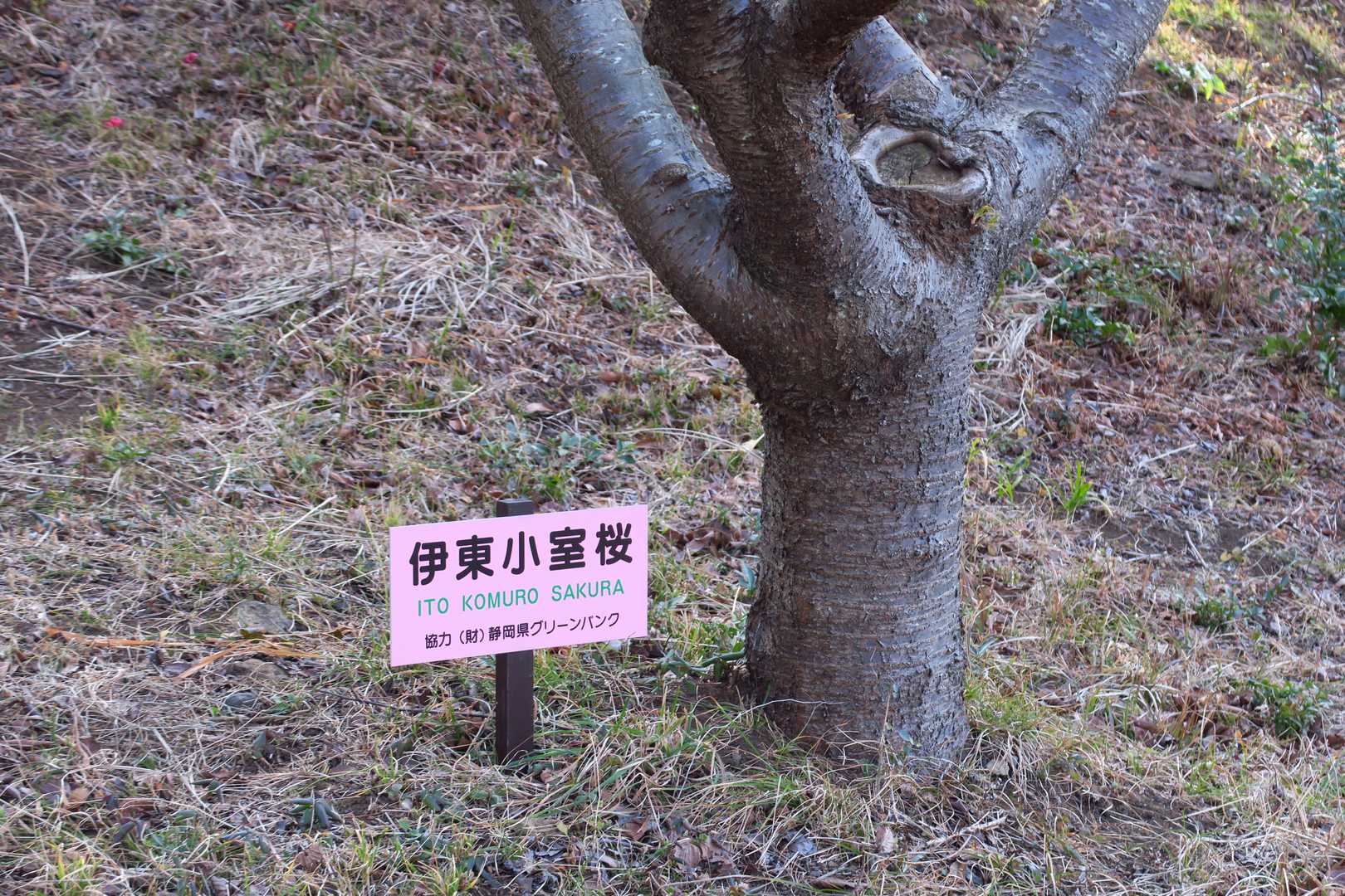 前回も見ているはずなんだが
記憶にない