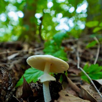 キノコ。
これは食べると死んでしまうドクツルタケですね。😇