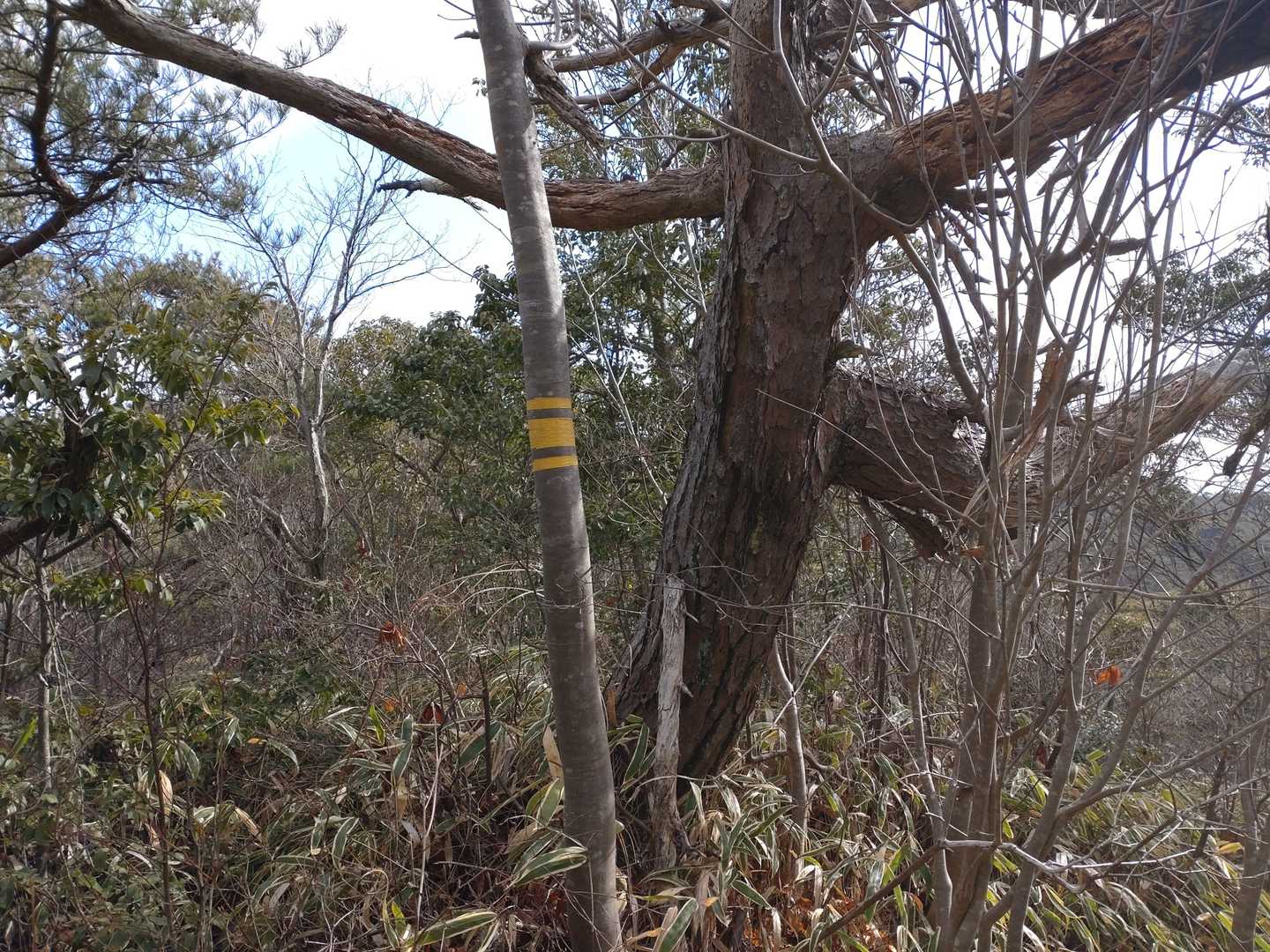 飯盛山⛰
山標はありませんでした😟