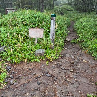 黒斑コースからJバンド経由で前掛山に登り、草すべり経由で駐車場に戻るコース。