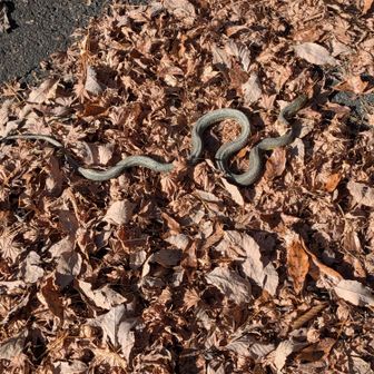 駐車場に戻る舗装路でスマ
ホを触っていたら、落葉の上にいた蛇を踏みかけた。帰って調べたらこれヤマカガシ？ ヤマカガシは何度か見た事があるけど、首周りが黄色いのはヤマカガシかな。おとなしい蛇だった。