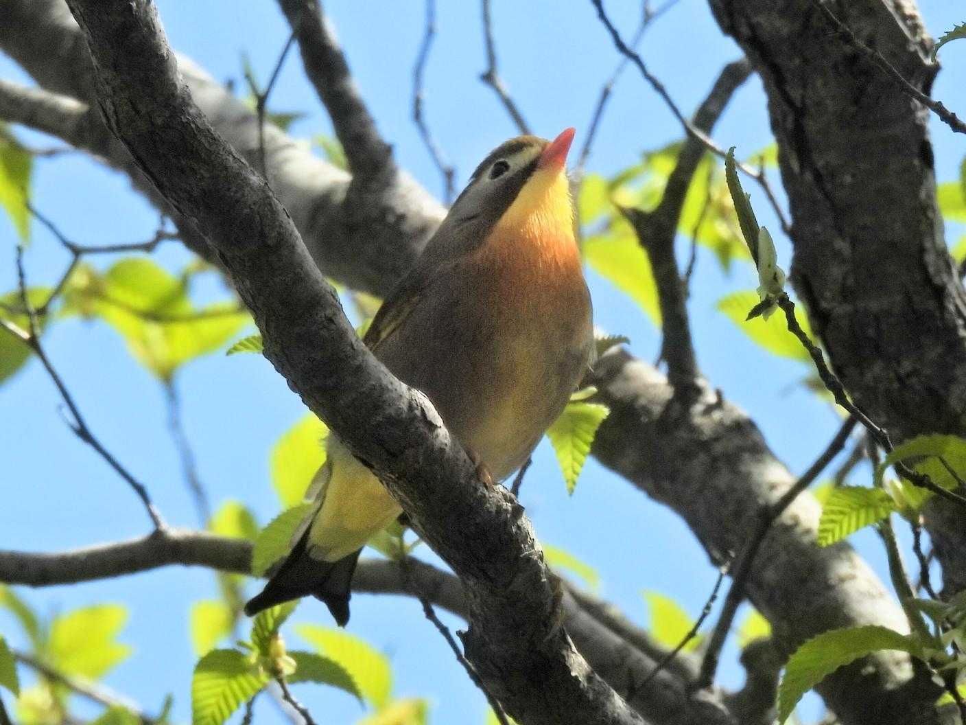 この鳴き声👂ソウシチョウ😁