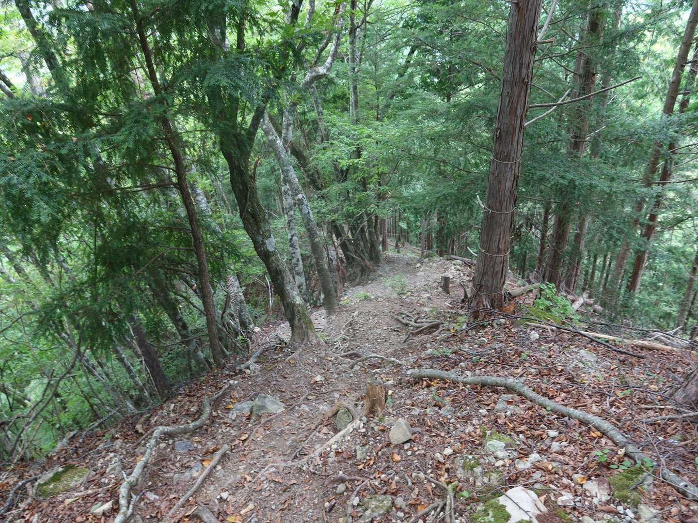 尾根が細くなるとやがて急斜面のジグザグ道になる気配です
