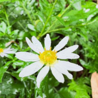 雨降ってきた☔