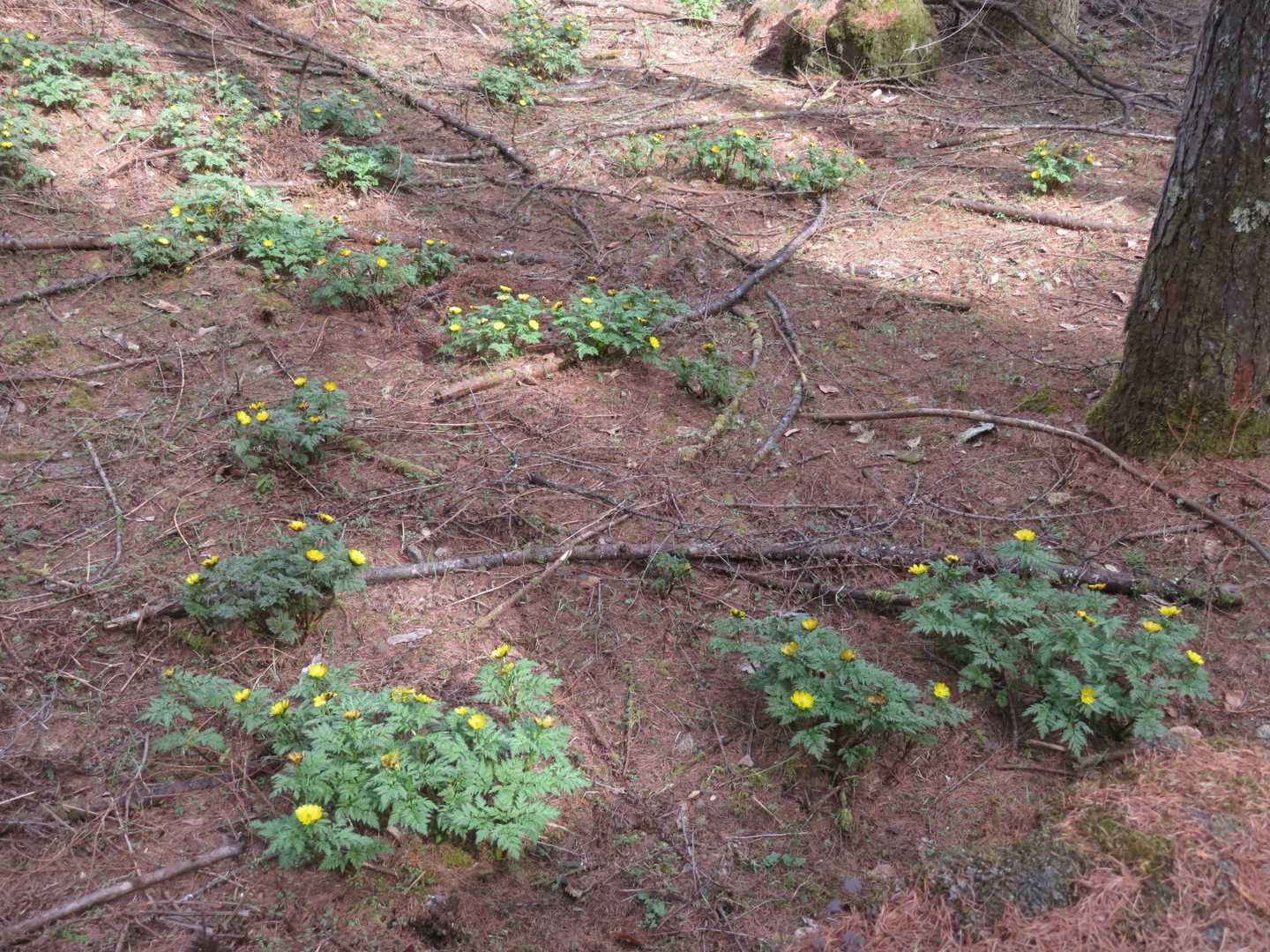 福寿草の群生地