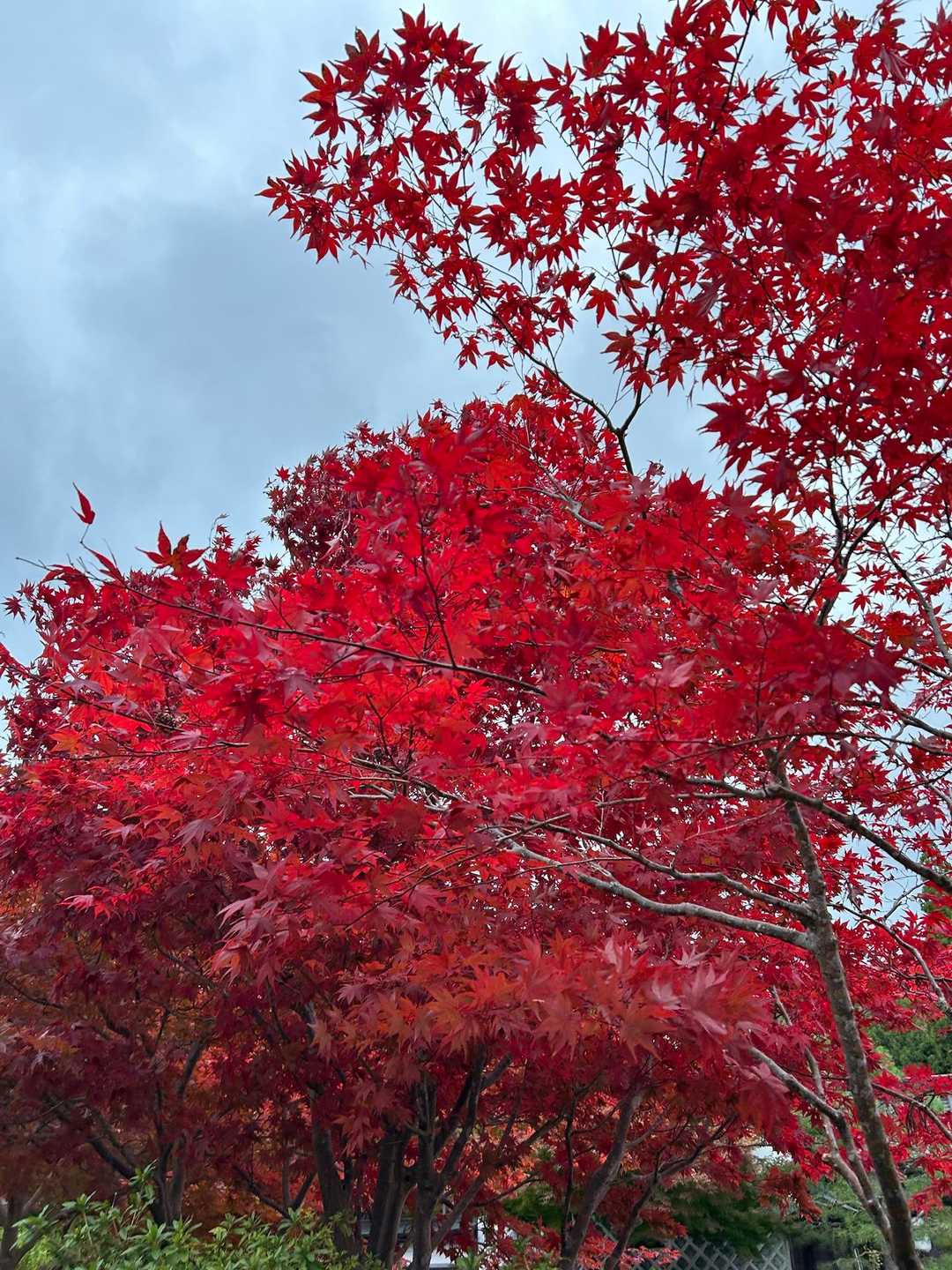 真っ赤な紅葉🍁