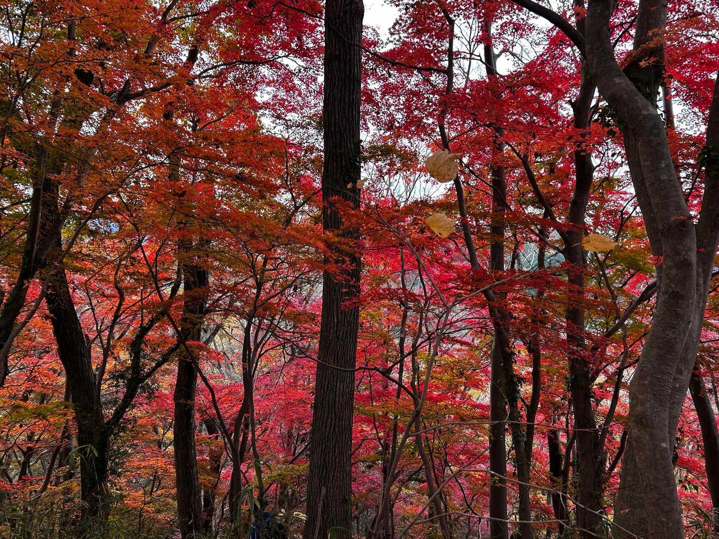 月居観音堂-月居山 往復コースの写真