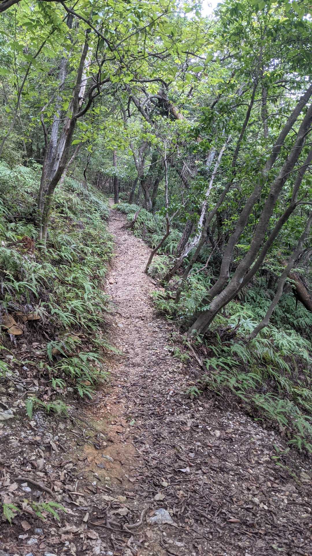 古城山 往復コースの写真