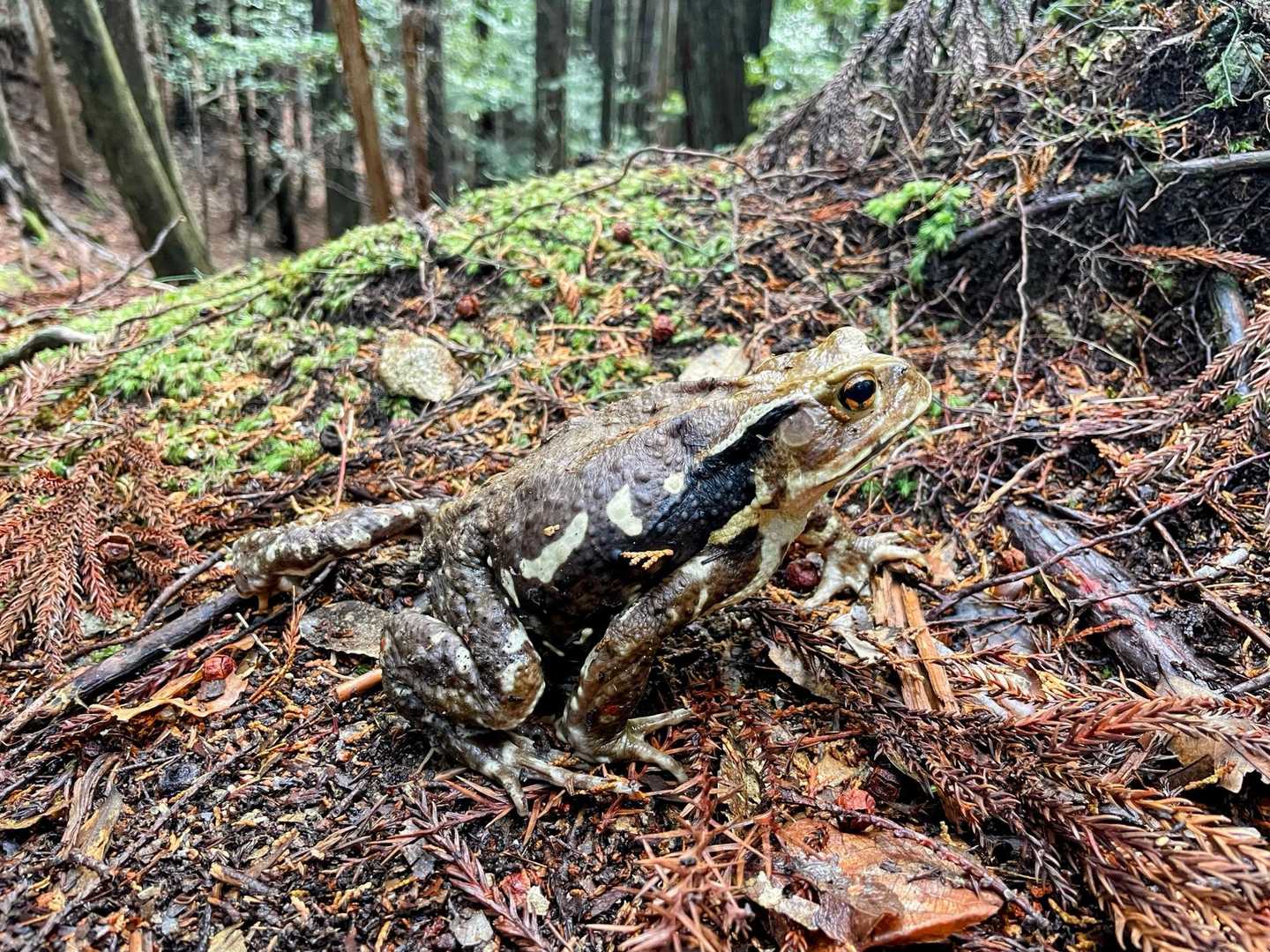 黒い🐸
